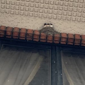 つばめ兄弟