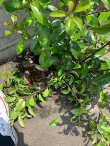 駐車場の木