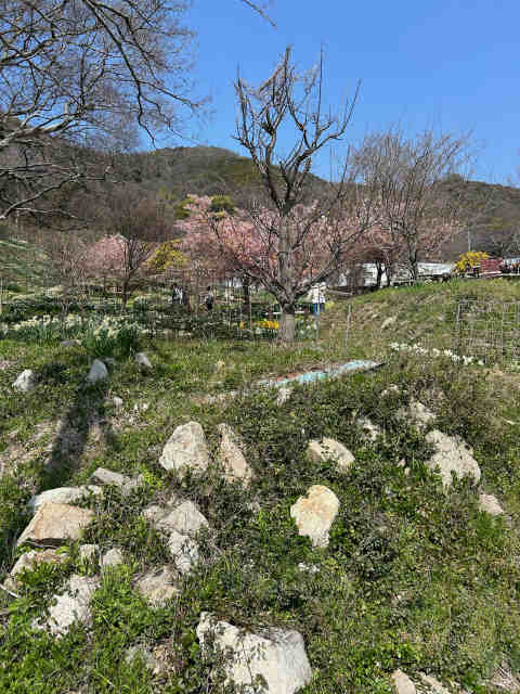 田島　やぶ椿と水仙の里