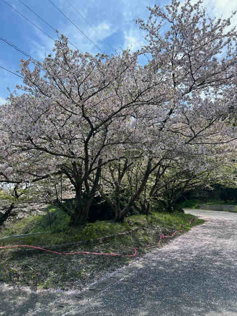 弓削島　桜