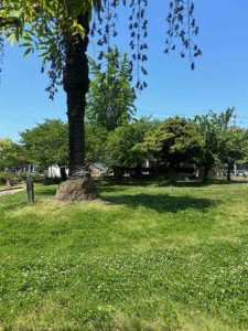 今治　公園