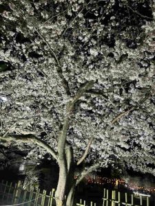 福山城　桜まつり　花見やぐらBar